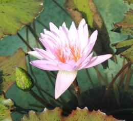 Garten mit Wasser