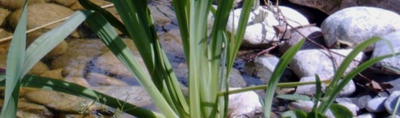 Garten mit Wasser